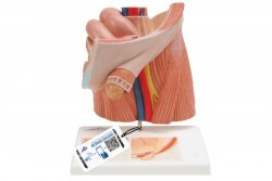 Model urologiczny przepukliny pachwinowej - 3B Smart Anatomy- 1000284 [H13]